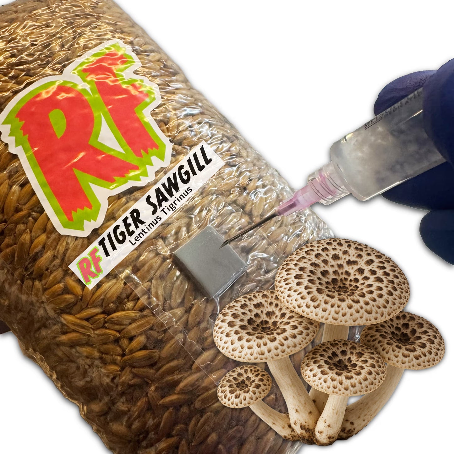Rhizo Funga 4T-Inj Unicorn Bag labeled Tiger Sawgill (Lentinus Tigrinus) being  inoculated with Liquid Culture resulting in colonized Tiger Sawgill Grain Spawn
