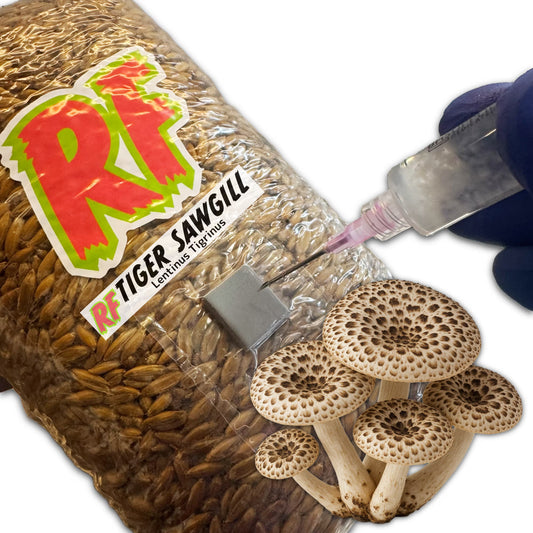 Rhizo Funga 4T-Inj Unicorn Bag labeled Tiger Sawgill (Lentinus Tigrinus) being  inoculated with Liquid Culture resulting in colonized Tiger Sawgill Grain Spawn
