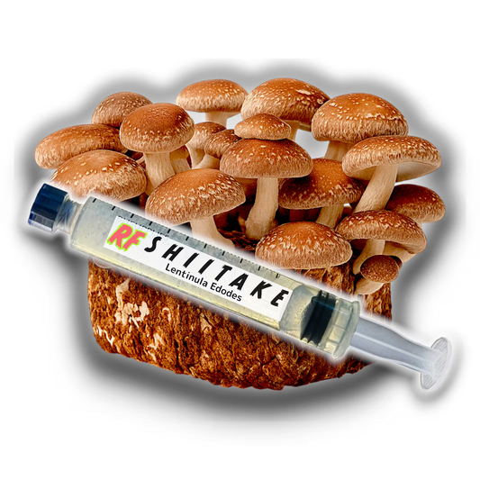 Shiitake (Lentinula edodes)  Liquid Culture Syringe for growing mushrooms and fruiting block of Shiitake (Lentinula edodes)  Mushrooms with white background