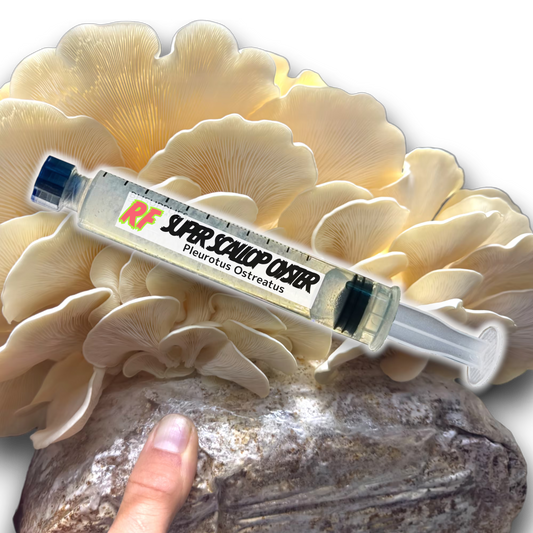 Super Scallop Oyster mushroom on a fruiting block with a hand for scale, against a black background.