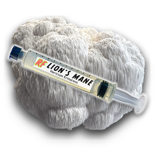 Image of ion's Mane (Hericium Erinaceus) mushrooms and a Liquid Culture Syringe for growing 