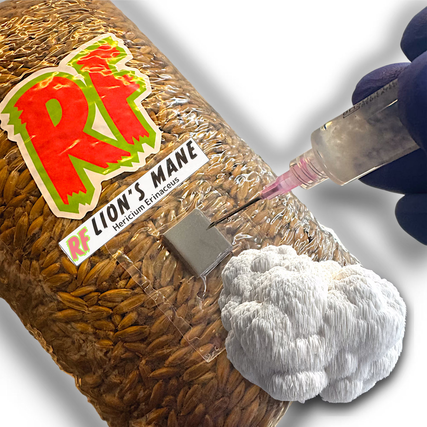 4T-INJ Unicorn Bag labeled Lion's Mane (Hericium Erinaceus) with hand holding Liquid Culture syringe inoculating Sterilized Grain for Lion's Mane (Hericium Erinaceus) Grain Spawn with white background.