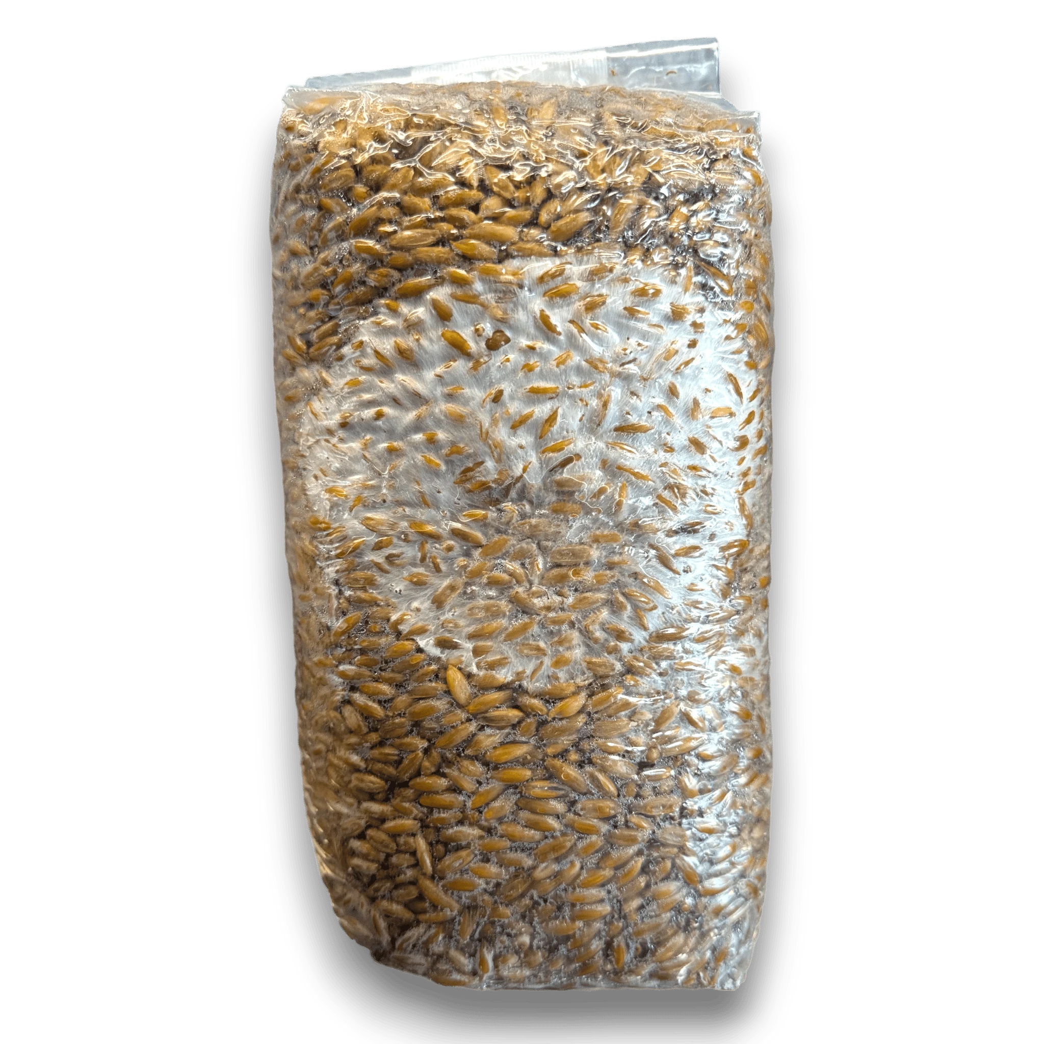 Bag of partially colonized grain spawn on a white background
