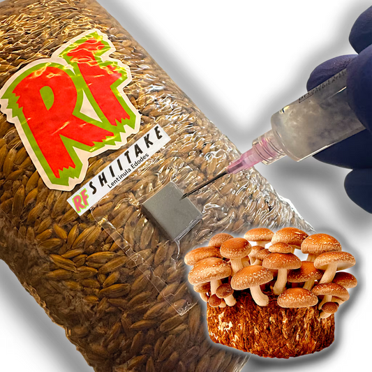 4T-INJ Unicorn Bag labeled Shiitake (Lentinula Edodes) with hand holding Liquid Culture syringe inoculating Sterilized Grain for Shiitake (Lentinula Edodes) Grain Spawn with white background.