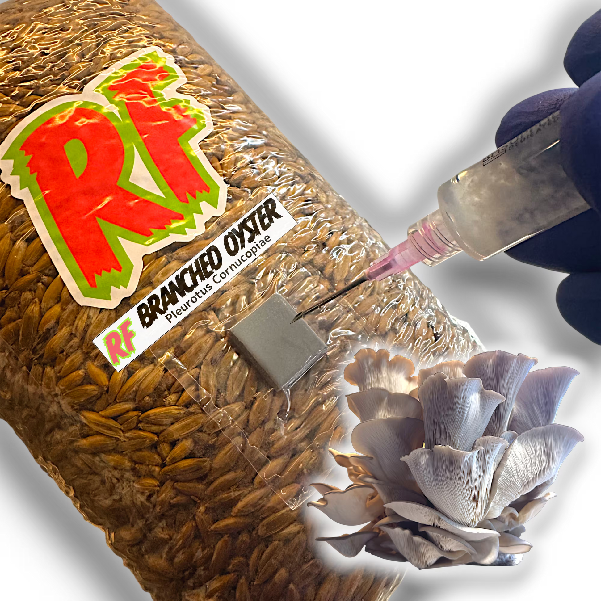 4T-INJ Unicorn Bag labeled Branched Oyster (Pleurotus Cornucopiae) with hand holding Liquid Culture syringe inoculating Sterilized Grain for Branched Oyster (Pleurotus Cornucopiae) Grain Spawn with white background.