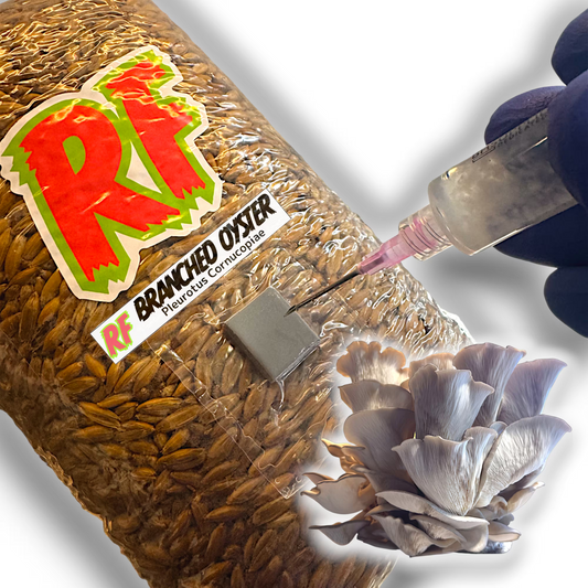4T-INJ Unicorn Bag labeled Branched Oyster (Pleurotus Cornucopiae) with hand holding Liquid Culture syringe inoculating Sterilized Grain for Branched Oyster (Pleurotus Cornucopiae) Grain Spawn with white background.