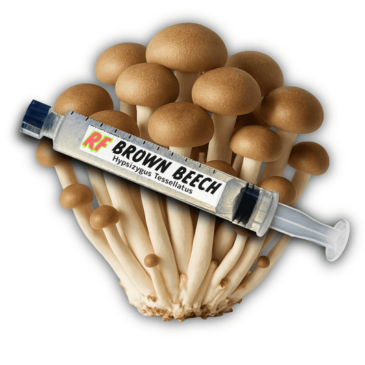 Brown Beech (Hypsizygus Tessellatus) Liquid Culture - Rhizo Funga