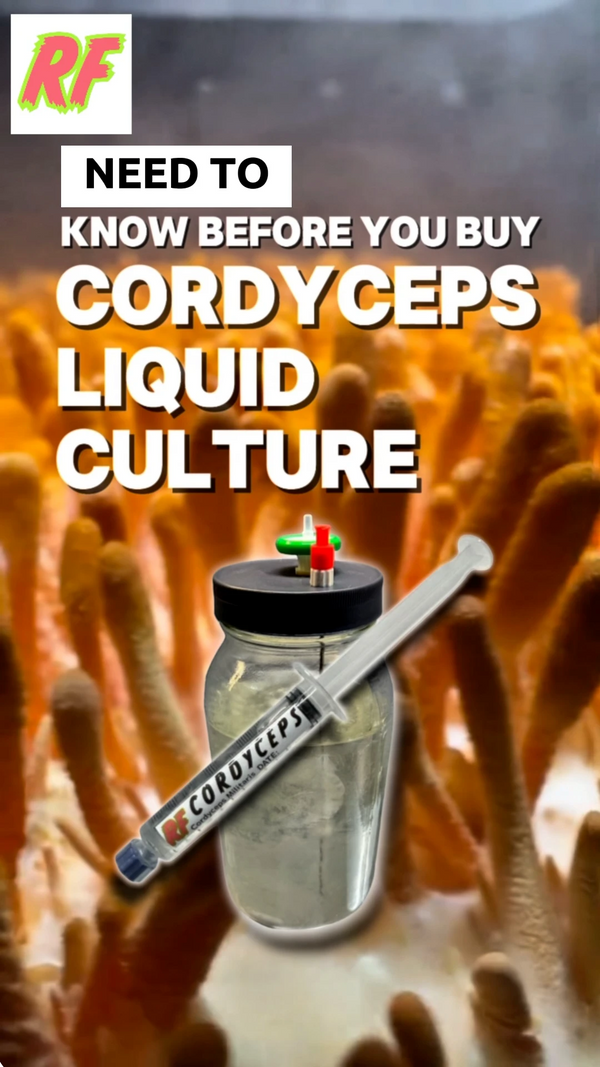 Mason jar labeled 'Cordyceps' with a background of cordyceps mushrooms, featuring text "what you need to know before you buy cordyceps liquid culture.