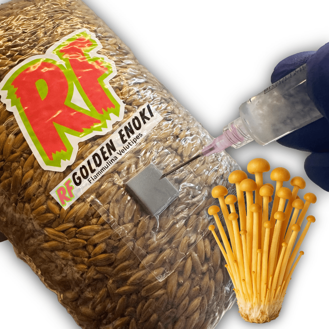 Golden Enoki (Flammulina Velutipes) Grain Spawn - Rhizo Funga