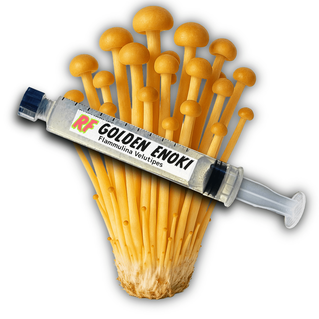 Golden Enoki (Flammulina Velutipes) Liquid Culture - Rhizo Funga