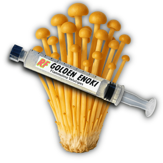 Golden Enoki (Flammulina Velutipes) Liquid Culture - Rhizo Funga