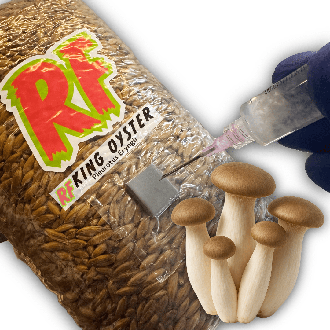 King Oyster (Pleurotus Eryngii) Grain Spawn - Rhizo Funga