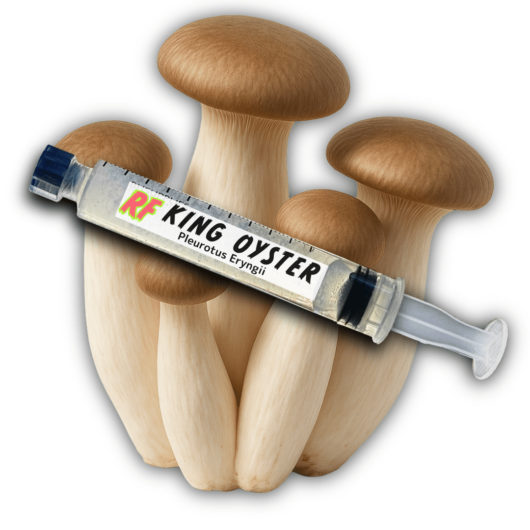 King Oyster (Pleurotus Eryngii) Liquid Culture - Rhizo Funga