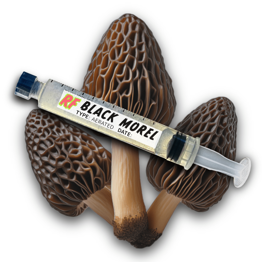 My Store Black Morel (Morchella Importuna) Syringe Kit