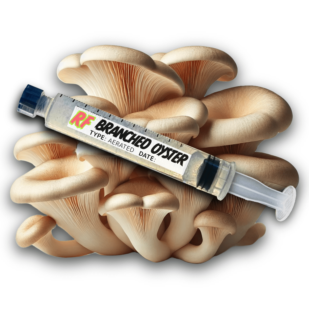 My Store Branched Oyster (Pleurotus cornucopiae) Syringe Kit