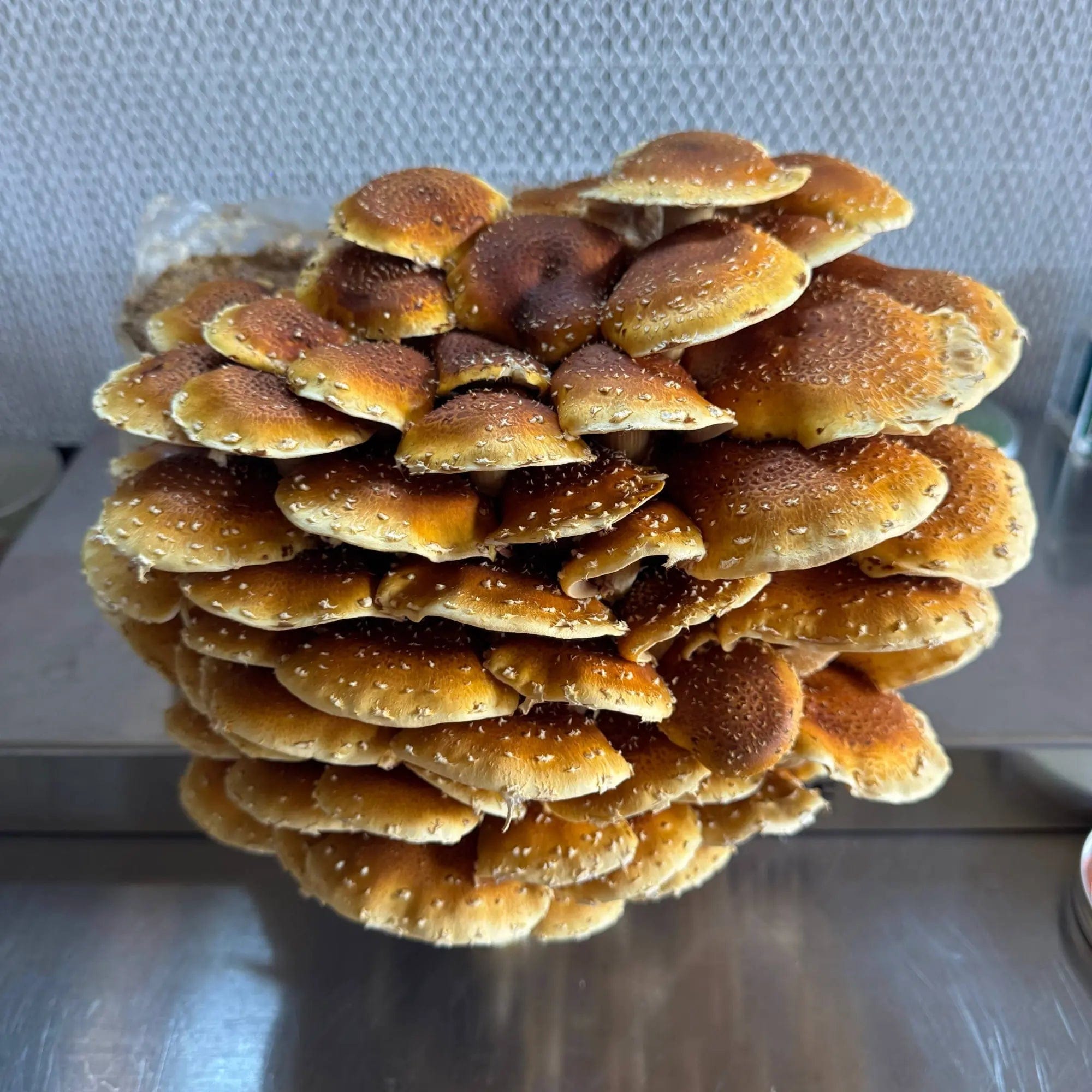My Store Chestnut (Pholiota adiposa) Syringe Kit