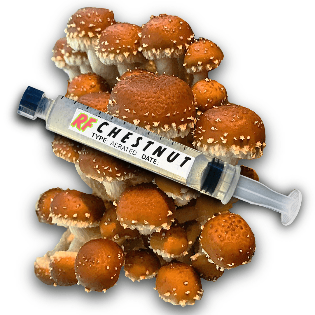 My Store Chestnut (Pholiota adiposa) Syringe Kit