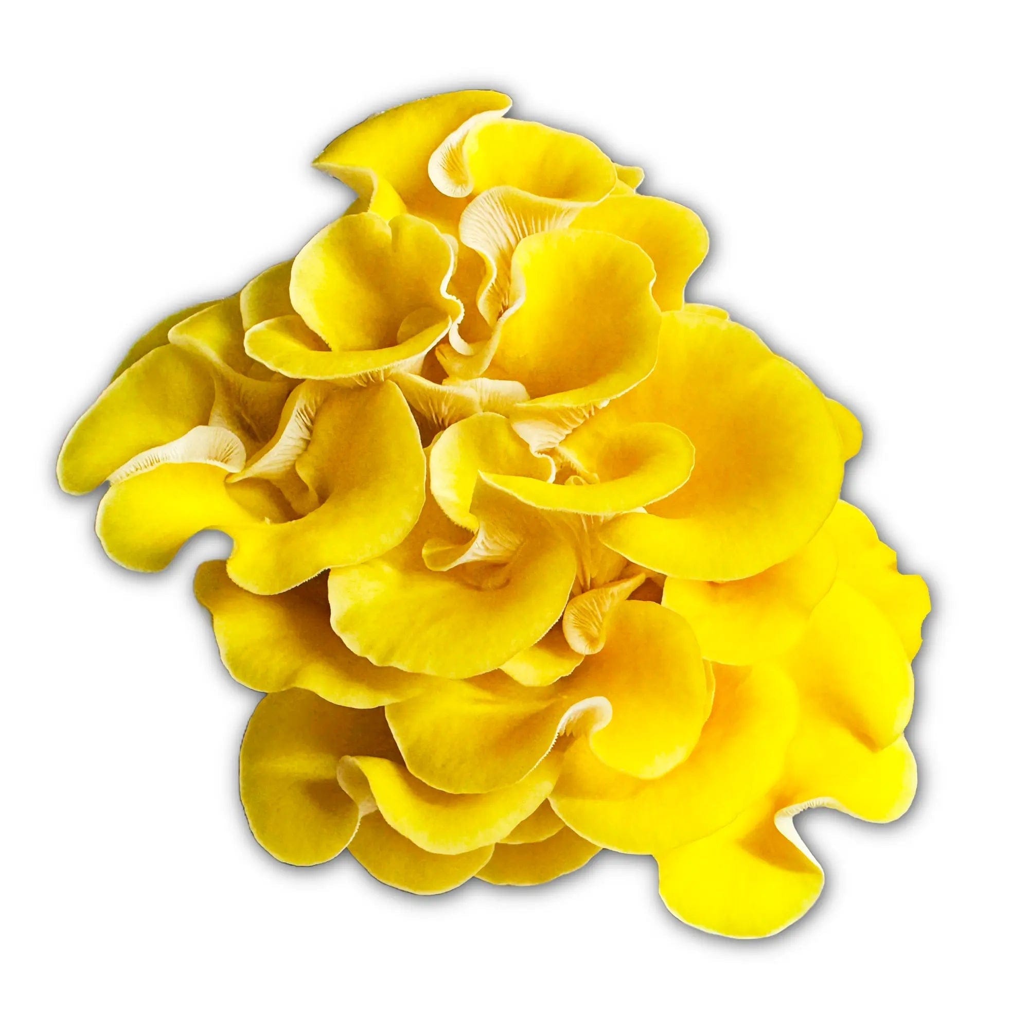 My Store Golden Oyster (Pleurotus Citrinopileatus) Syringe Kit