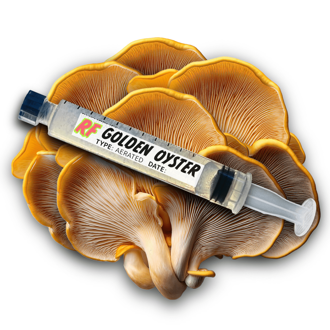 My Store Golden Oyster (Pleurotus Citrinopileatus) Syringe Kit