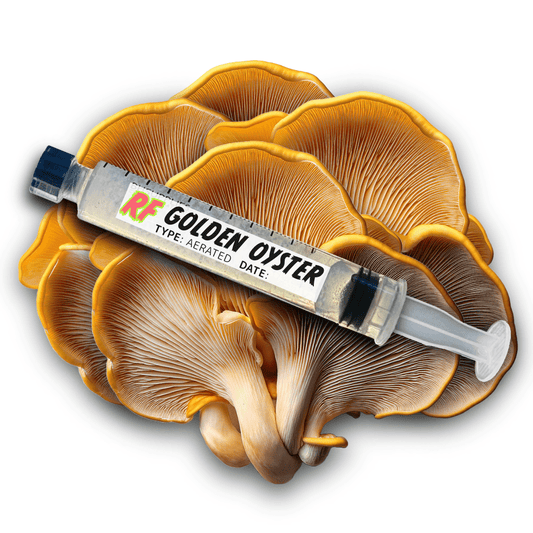 My Store Golden Oyster (Pleurotus Citrinopileatus) Syringe Kit