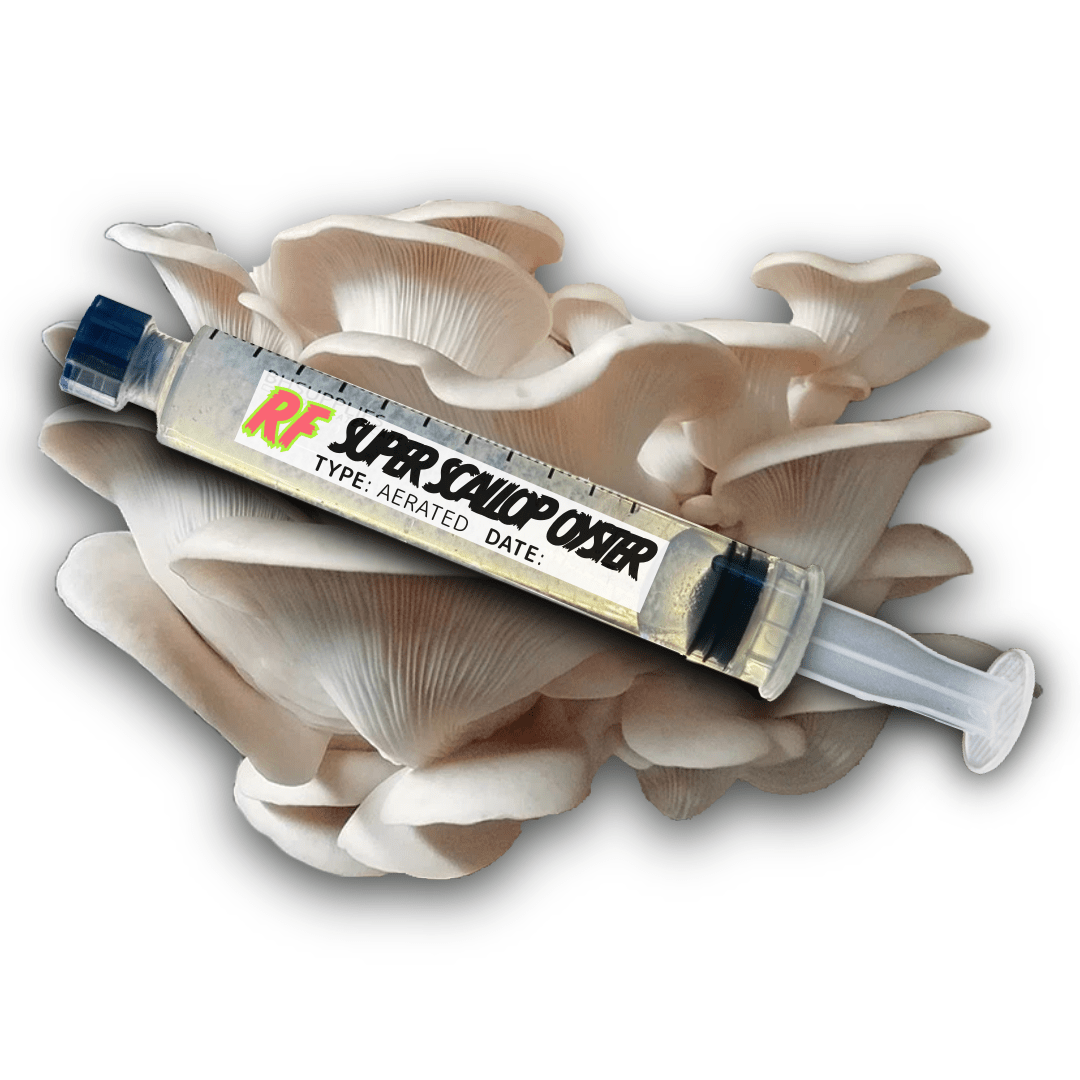 My Store Super Scallop Oyster (Pleurotus ostreatus) Syringe Kit