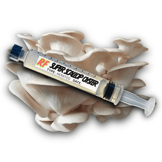My Store Super Scallop Oyster (Pleurotus ostreatus) Syringe Kit