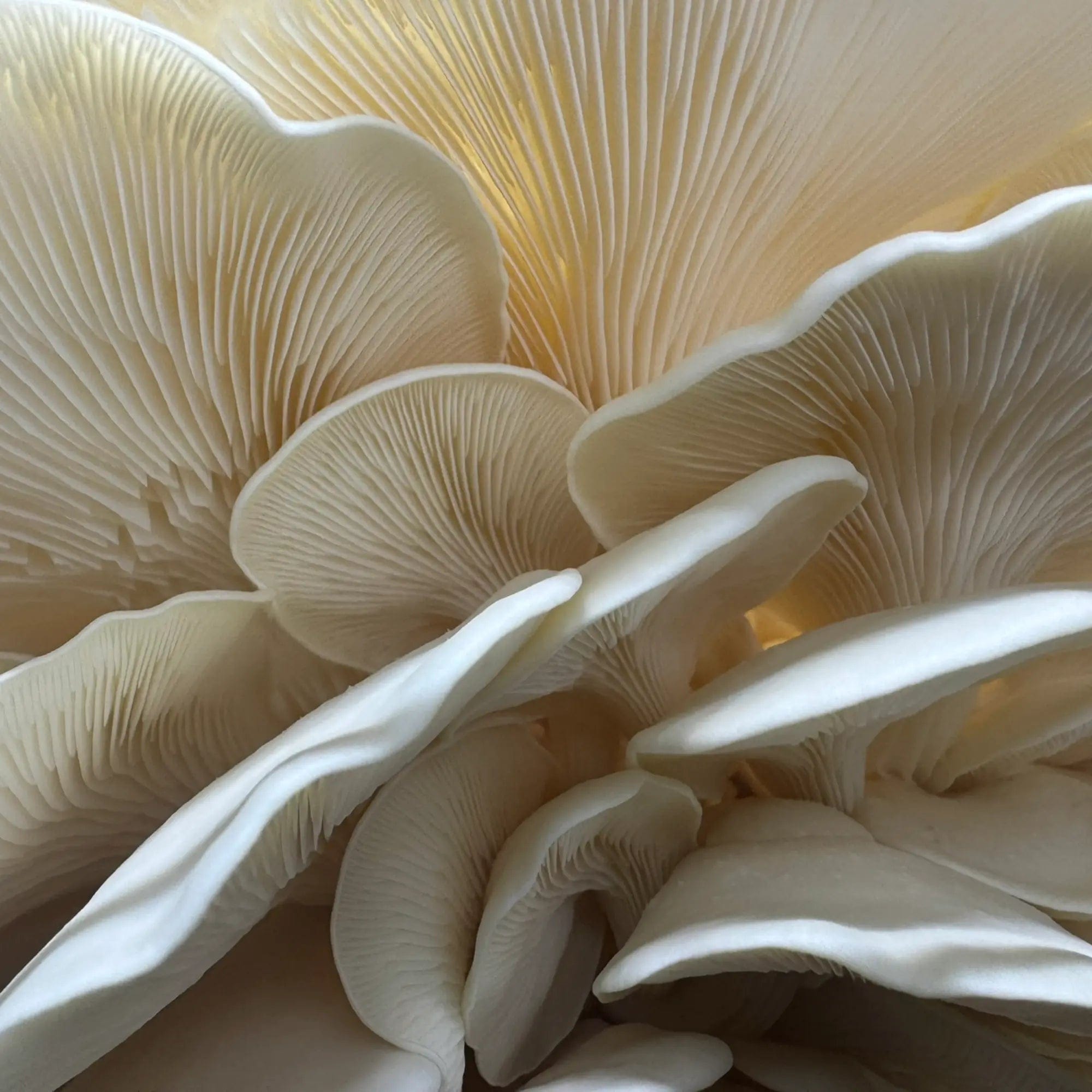 My Store Super Scallop Oyster (Pleurotus ostreatus) Syringe Kit