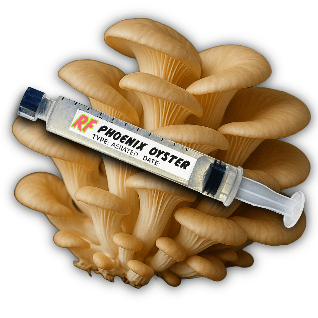 Phoenix Oyster (Pleurotus pulmonarius) Liquid Culture - Rhizo Funga