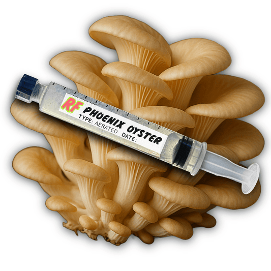 Phoenix Oyster (Pleurotus pulmonarius) Liquid Culture - Rhizo Funga