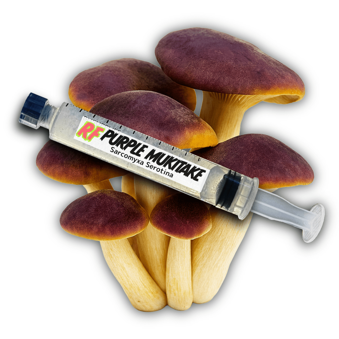 Purple Mukitake (Sarcomyxa Serotina) Liquid Culture - Rhizo Funga