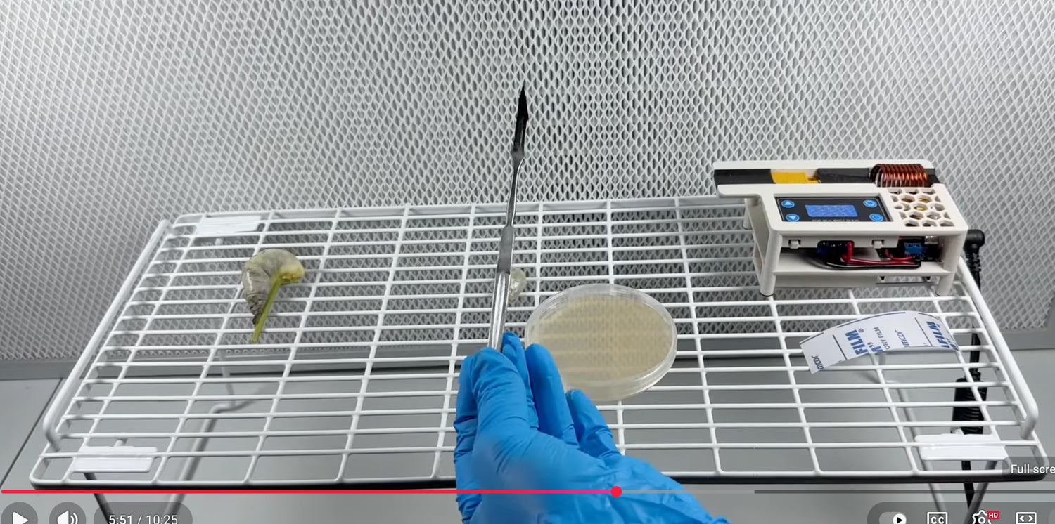 mycology lab bench with scalpel, agar plate, flow hood and induction sterilizer