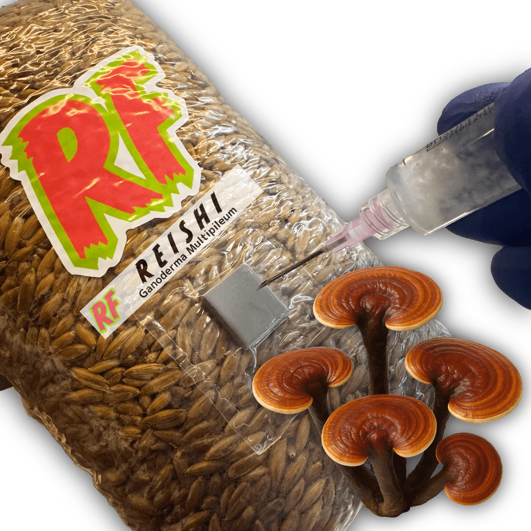Reishi (Ganoderma Multipileum) Grain Spawn - Rhizo Funga