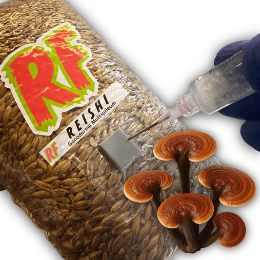 Reishi (Ganoderma Multipileum) Grain Spawn - Rhizo Funga