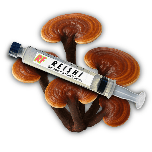 Reishi (Ganoderma Multipileum) Liquid Culture - Rhizo Funga