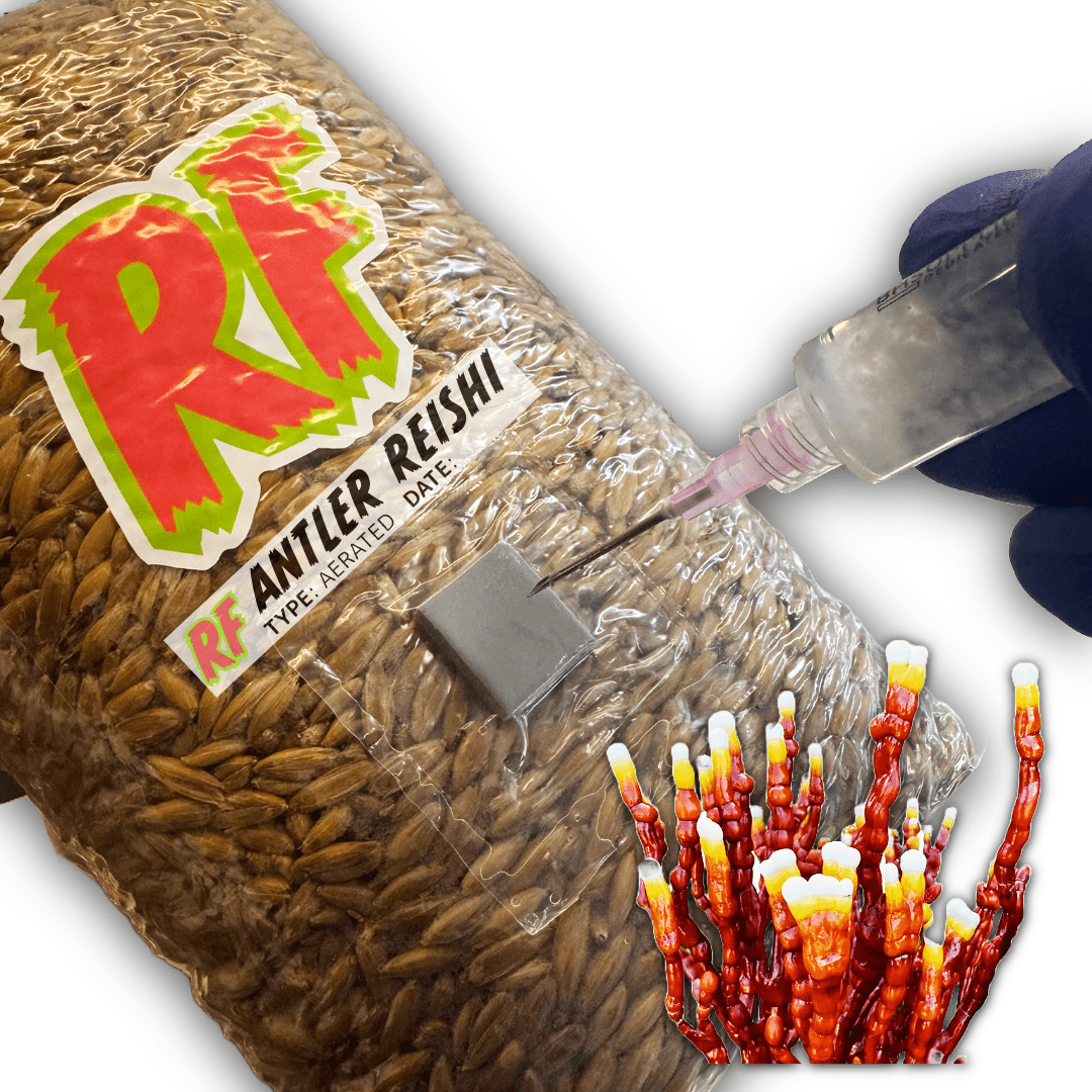 Rhizo Funga Antler Reishi (Ganoderma lingzhi) Grain Spawn