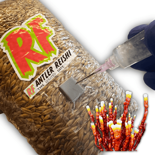 Rhizo Funga Antler Reishi (Ganoderma lingzhi) Grain Spawn