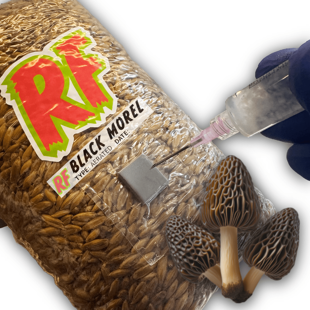 Rhizo Funga Black Morel (Morchella Importuna) Grain Spawn