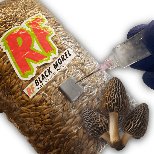 Rhizo Funga Black Morel (Morchella Importuna) Grain Spawn