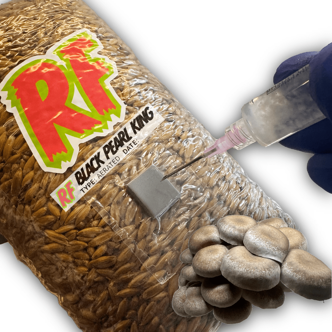 Rhizo Funga Black Pearl King (Pleurotus Spp.) Grain Spawn