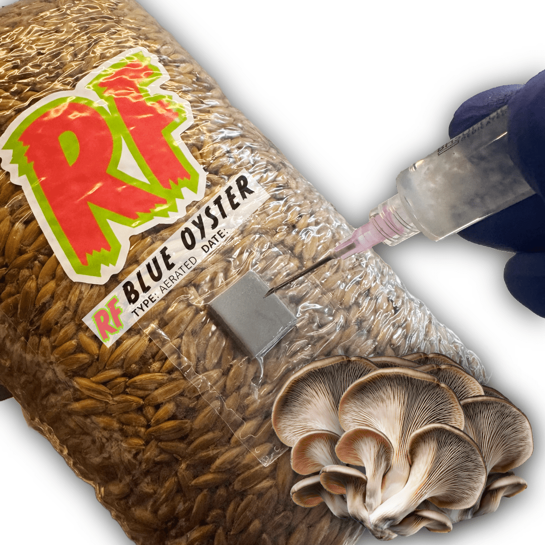 Rhizo Funga Blue Oyster (Pleurotus Ostreatus) Grain Spawn