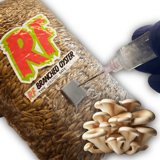 Rhizo Funga Branched Oyster (Pleurotus Cornucopiae) Grain Spawn