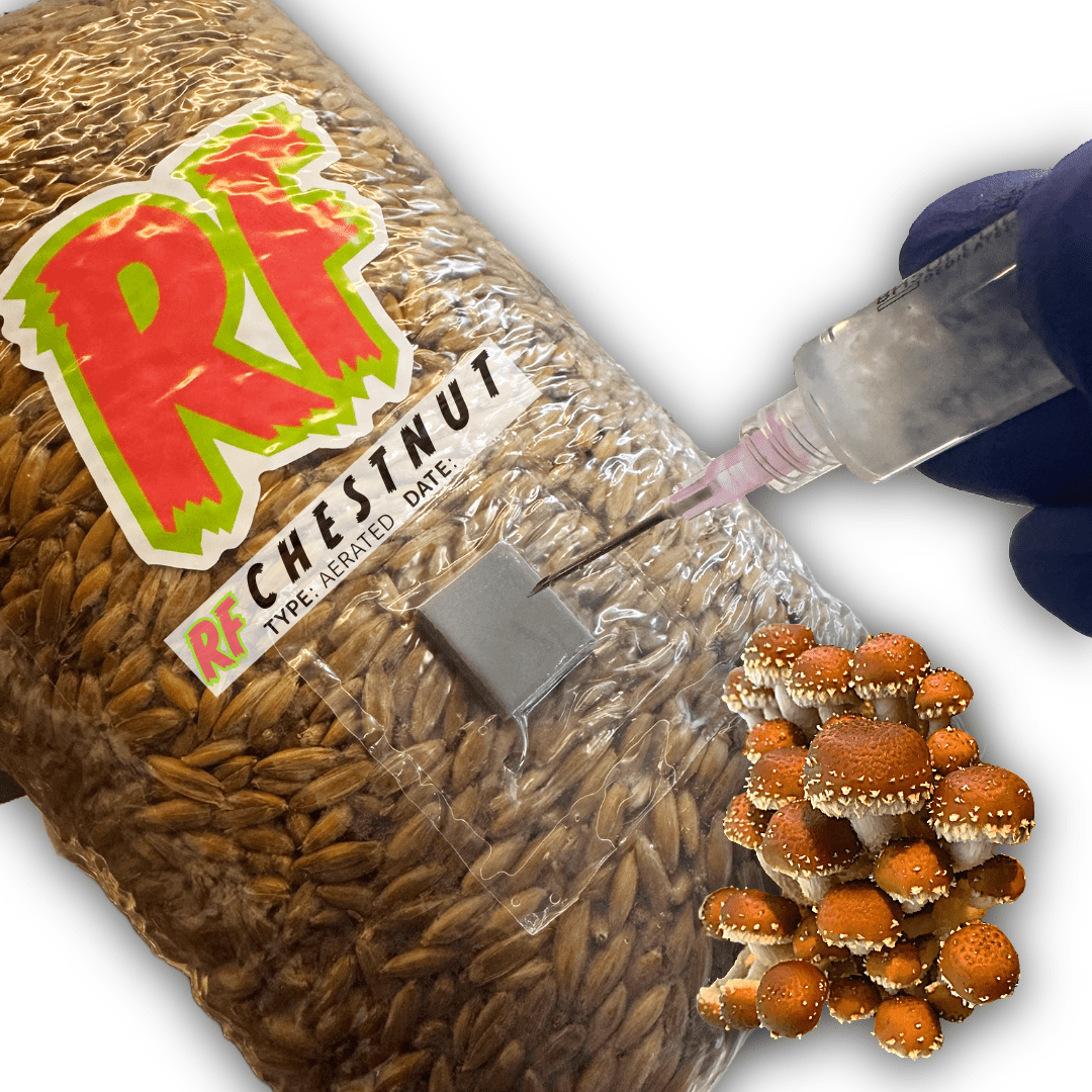 Rhizo Funga Chestnut (Pholiota adiposa) Grain Spawn