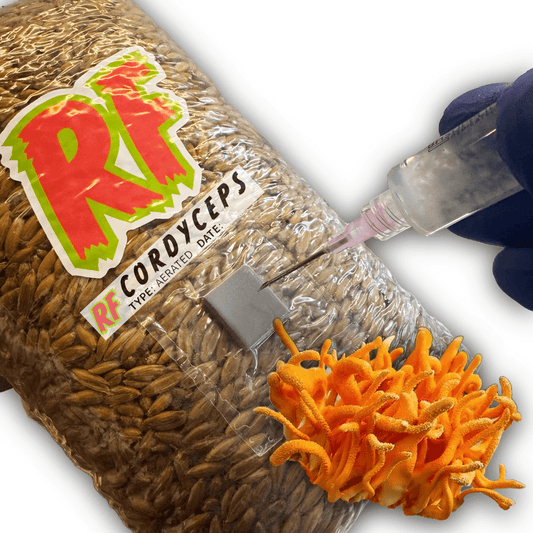 Rhizo Funga Cordyceps (Cordyceps Militaris) Grain Spawn