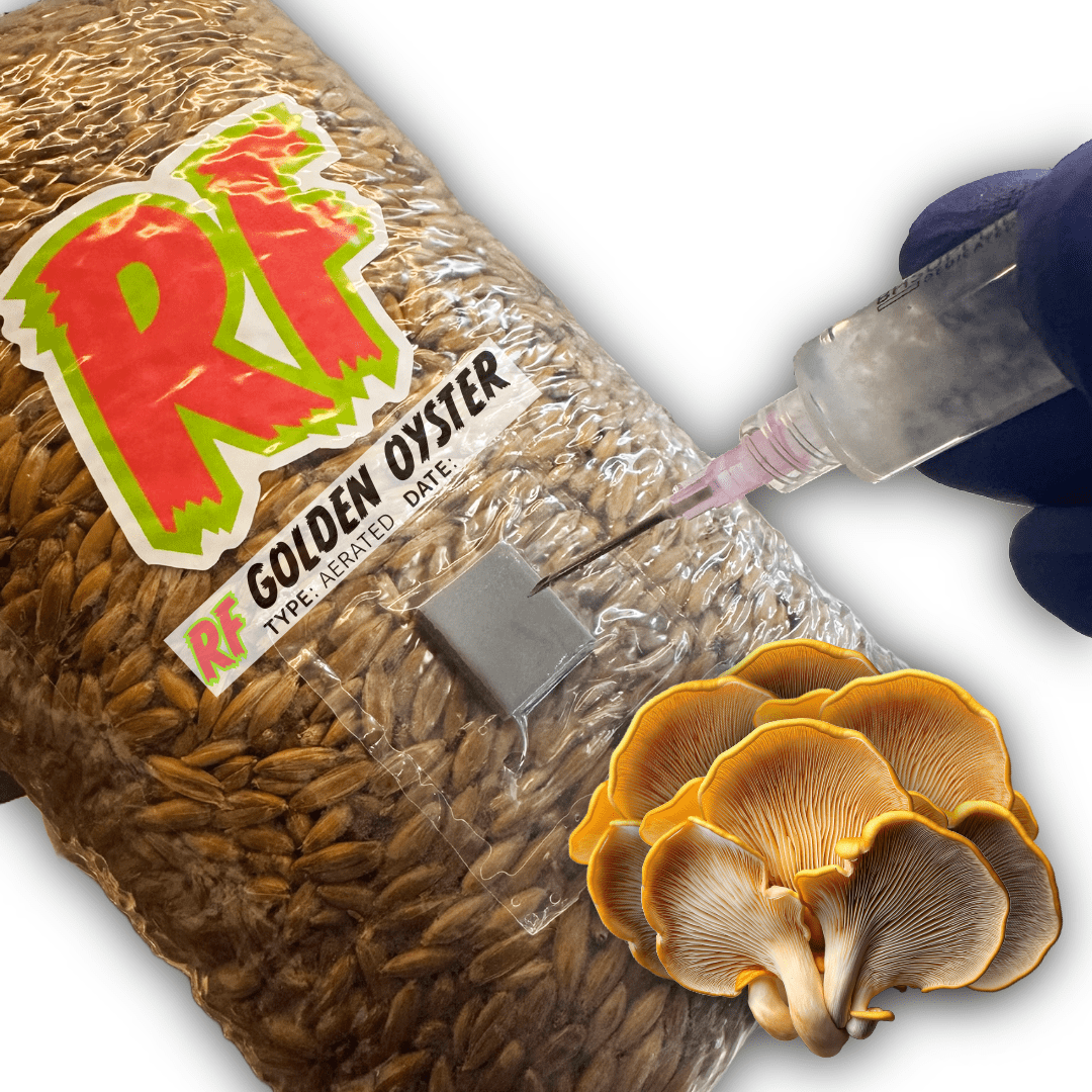 Rhizo Funga Golden Oyster (Pleurotus Citrinopileatus) Grain Spawn