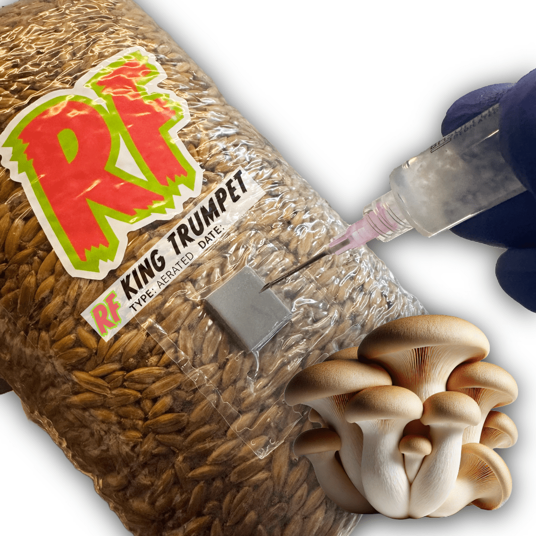 Rhizo Funga King Trumpet (Pleurotus Eryngii) Grain Spawn