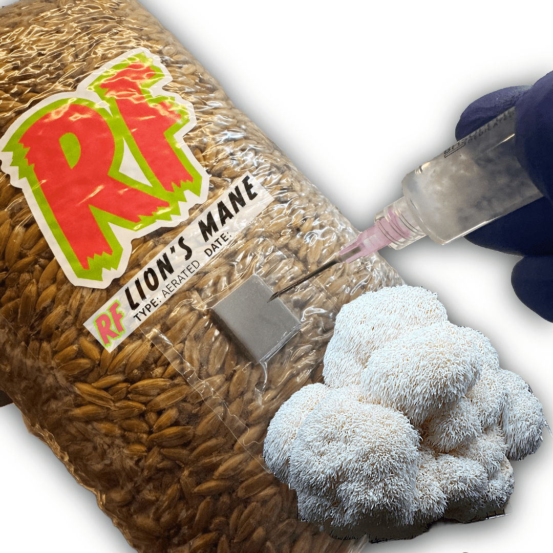 Rhizo Funga Lion's Mane (Hericium Erinaceus) Grain Spawn