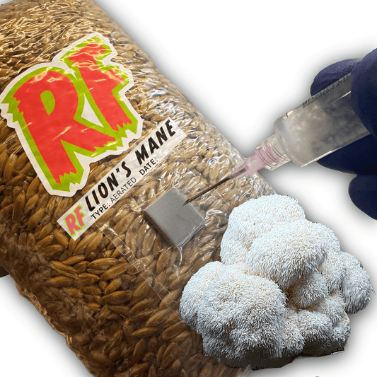 Rhizo Funga Lion's Mane (Hericium Erinaceus) Grain Spawn