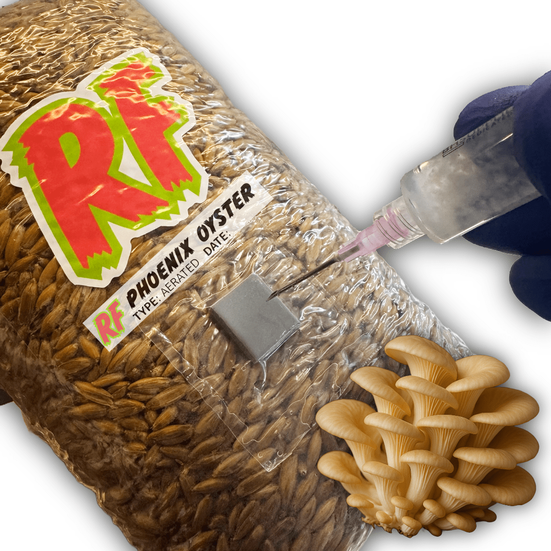 Rhizo Funga Phoenix Oyster (Pleurotus pulmonarius) Grain Spawn