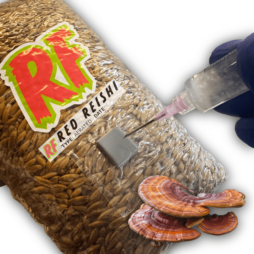 Rhizo Funga Red Reishi (Ganoderma lucidum) Grain Spawn