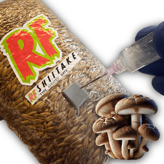 Rhizo Funga Shiitake (Lentinula Edodes) Grain Spawn